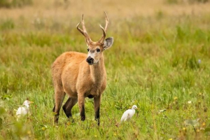 Marsh deer - manflock, podoben baruzom